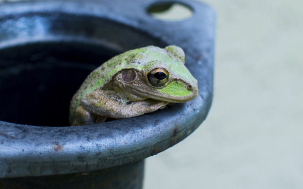 A frog climbing out of a bucket